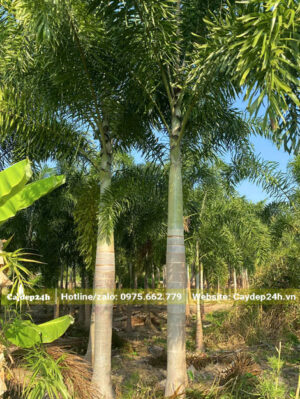 Nhà vườn trồng số lượng lớn cây Cau Đuôi Chồn công trình đường kính thân 25 - 30cm