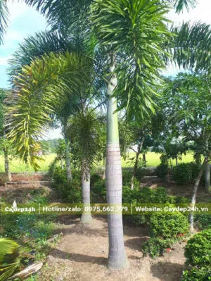 Cau Đuôi Chồn thân cao khoảng 2m