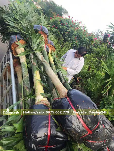 Cây mới lộ thân, trồng trong bầu từ nhỏ
