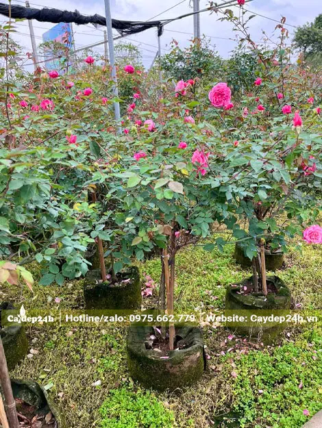 Cây nhỏ chiều cao từ 60 - 70cm