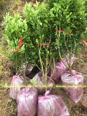 Ngâu giống chiều cao 30cm