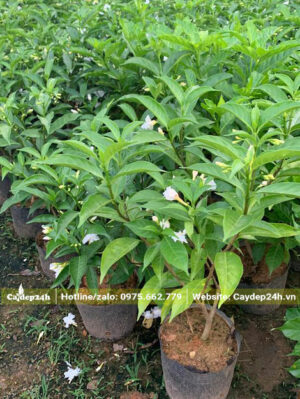 Vườn cây giống Ngọc Bút cao 40cm