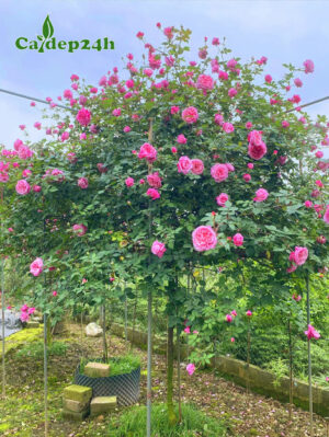 Cây hoa hồng cổ Sapa hoa đẹp, thoát thân 80cm