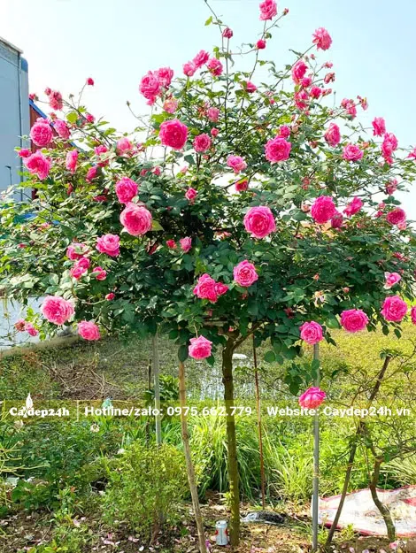 Hoa nở rực rỡ trên tán cành cây hồng cổ Sapa thoát thân 1m