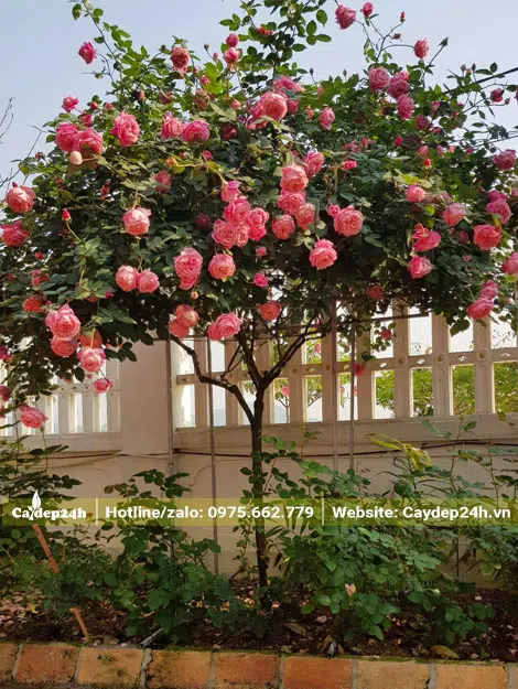 Ngắm cây hoa hồng siêu đẹp trồng trước nhà biệt thự