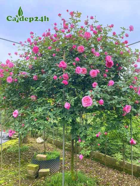 Cây hoa hồng cổ Sapa hoa đẹp, thoát thân 80cm