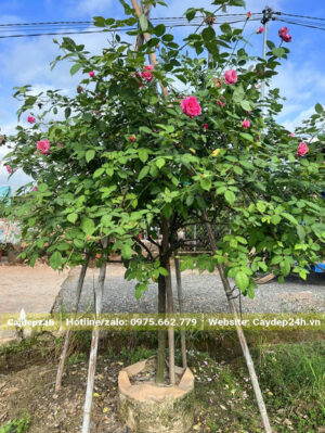 Thoát thân 80 - 100cm, cây đang ra tược mới