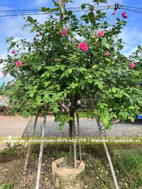 Thoát thân 80 - 100cm, cây đang ra tược mới