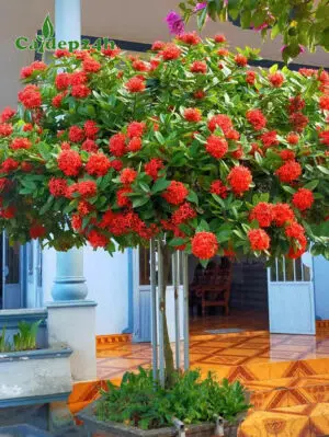 Trồng cây hoa Mẫu Đơn trước nhà, dáng thoát thân cao khoảng 2m