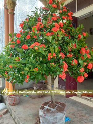 Mẫu Đơn ta hoa đỏ bứng thẳng tại vườn