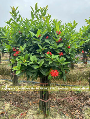 Những bụi hoa Mẫu Đơn Đỏ đã bó gọn thân