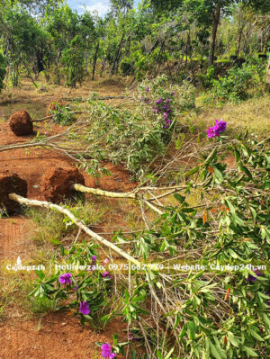 Cây bứng nóng, chưa bọc bầu, chiều cao gần 2m