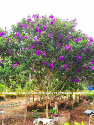 Mua Úc hoa đẹp, chiều cao hơn 2m