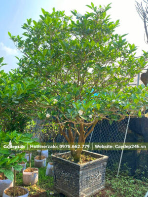 Hình ảnh cây Ngọc Bút hoa kép trồng chậu cảnh đẹp