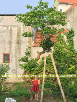 Chiêm ngưỡng hình ảnh cây Ngọc Bút lâu năm cao 3m, dáng độc đáo