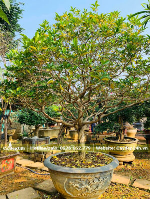 Cây hoa Ngọc Bút dáng thẳng, trồng trong chậu tròn