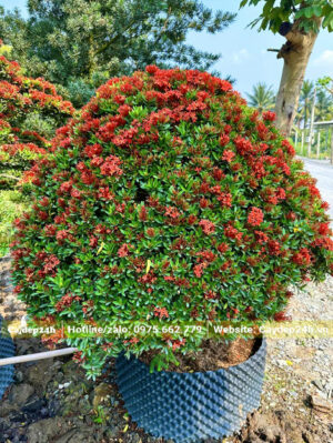 Cây Trang Đỏ dâm ủ đang ra hoa