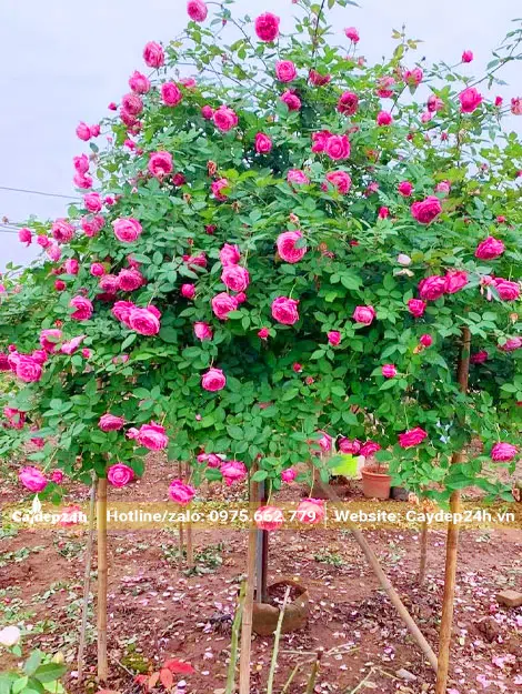 Hồng cổ Sapa nở hoa siêu đẹp, cây cao khoảng 2m