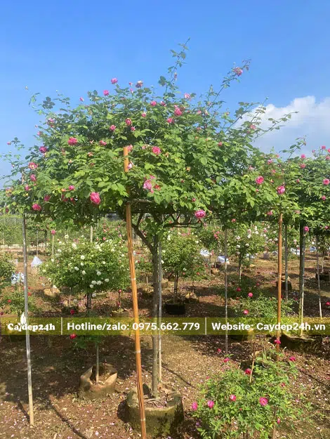 Dựng giàn để tạo tán và dáng đẹp cho cây hoa hồng cổ Sapa