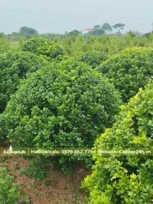 Nhà vườn nuôi trồng Ngâu công trình đường kính tán 1m2