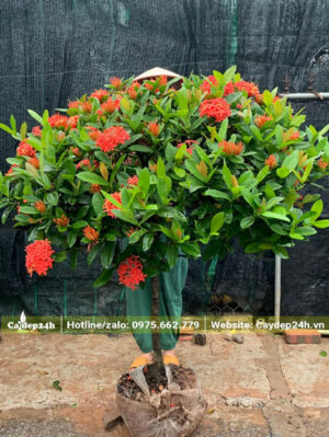 Cây Mẫu Đơn đỏ truyền thống cao 1 - 1,2m