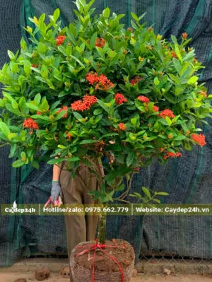 Thoát thân 50cm, cây hoa Mẫu Đơn cao 1m5