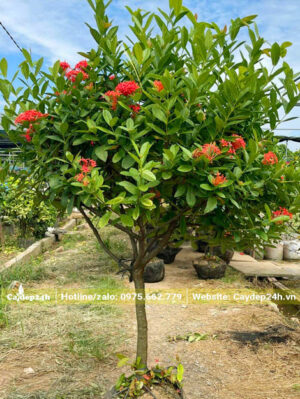 Hàng dưỡng lâu năm tại vườn, thoát thân 50cm