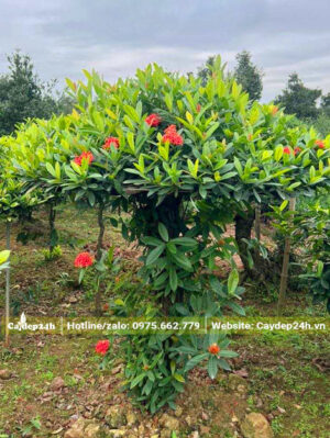 Cây hoa Mẫu Đơn tán hình nón đẹp