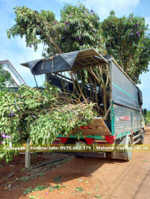 Những cây Mua Úc lâu năm, cao khoảng 3m