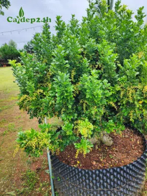 Cây Ngâu công trình dâm ủ kỹ đang ra hoa