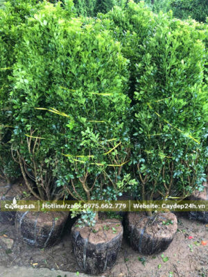 Bọc bầu, buộc cành câu Ngâu cẩn thận trước khi vận chuyển