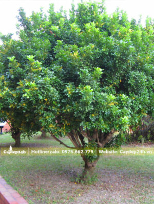 Ngâu công trình đường kính gốc trên 10cm