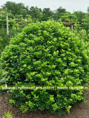 Tán lá xanh tươi, tỉa hình cầu tròn đẹp, gọn gàng