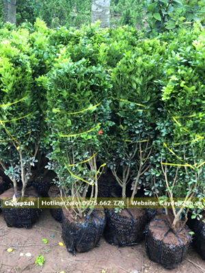 Cây bụi chiều cao hơn 1m