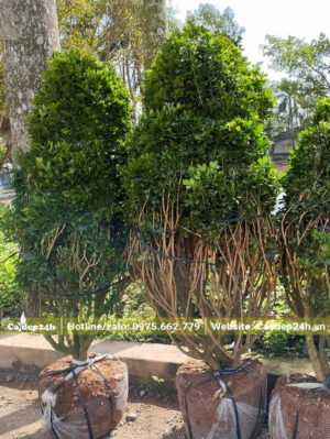 Ngâu cao gần 2m, đường kính gốc từ 7cm