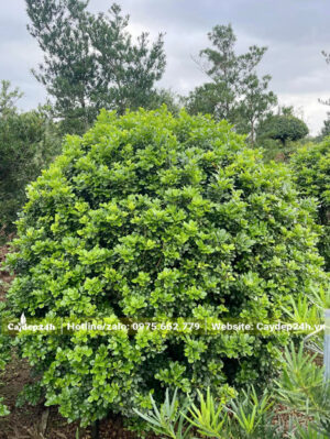 Ngâu tròn dáng đẹp, chiều cao 1m5