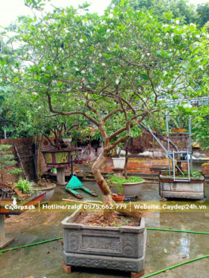 Uốn tạo dáng cho cây Ngọc Bút cao hơn 2m