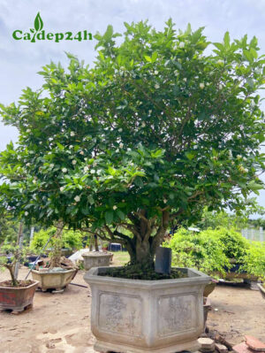 Chậu cây Ngọc Bút cổ thụ đường kính cổ rễ gần 20cm