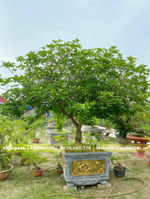 Ngọc Bút lâu năm chiều cao hơn 1m chưa tính chậu