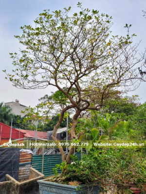 Ngọc Bút lâu năm đường kính gốc 15cm