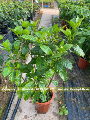 Cây hoa Ngọc Bút giống cao 70cm