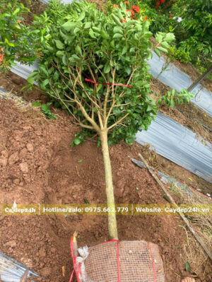 Bứng nóng cây Nhài Nhật đường kính gốc 4cm