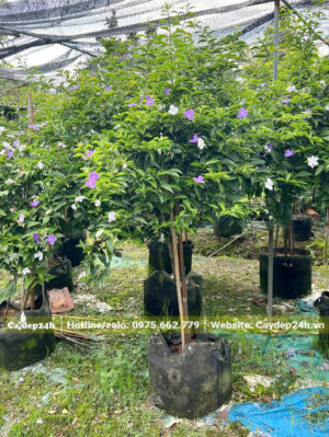 Nhài Nhật cao hơn 1m, đường kính thân nhỏ