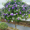 Cây Nhài Nhật hoa đẹp, thoát thân 70cm