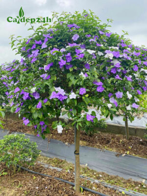 Cây Nhài Nhật hoa đẹp, thoát thân 70cm