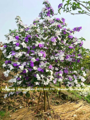 Cây hoa Nhài Nhật cao gần 2m, đường kính gốc 2 - 3cm