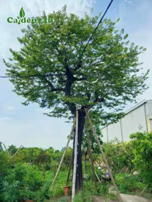 Cây Thị cổ thụ dâm ủ kỹ, chống cọc chắc chắn