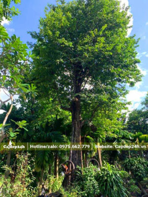 Cây Thị công trình cao 4m, vanh 110