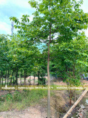 Mua cây Thị trưởng thành đã ra trái