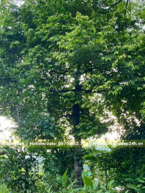 Cây Thị trường trồng trong vườn nhà, chiều cao 6m, đường kính gốc từ 30cm